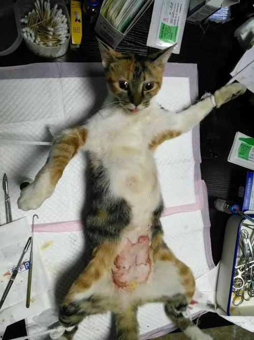 网红明星 第4页